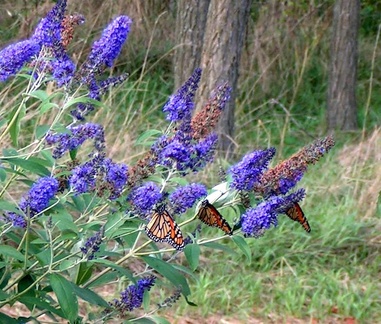 monarch butterflies in our gaardens