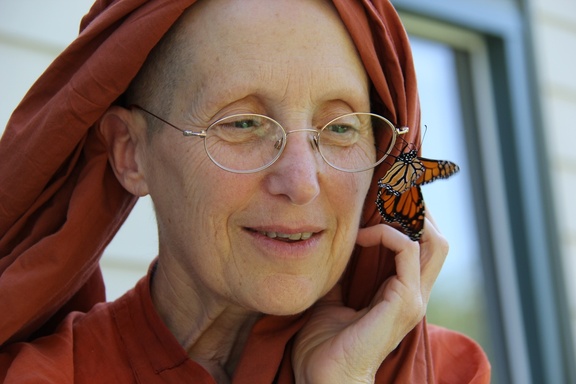 Rare monarch butterfly visits