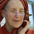 Rare monarch butterfly visits