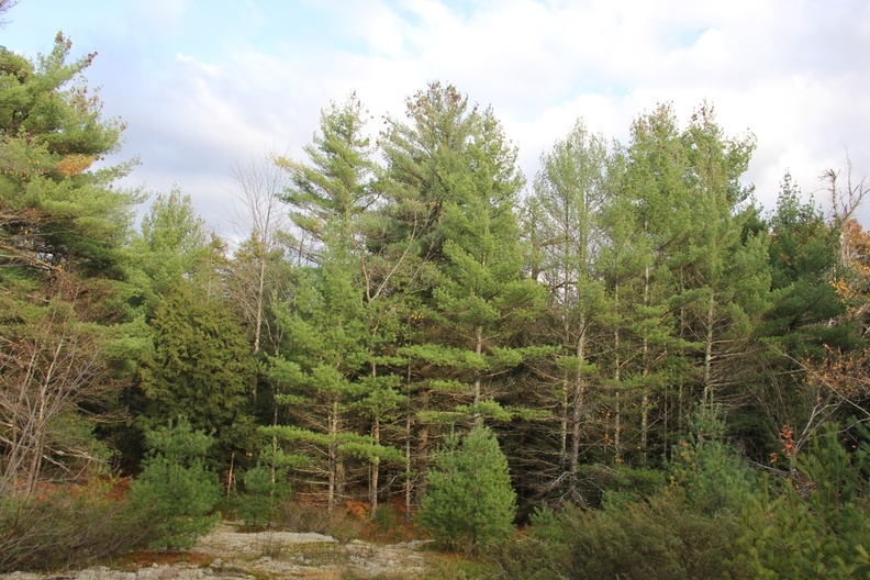 White pines in the forest.JPG